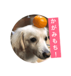 ゴンとカシュー2（個別スタンプ：7）