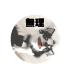 きなこの気まぐれスタンプ（個別スタンプ：8）