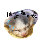 にゃんこスタンプ NYANKO（個別スタンプ：1）
