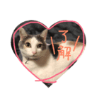 にゃんこスタンプ NYANKO（個別スタンプ：3）