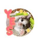 にゃんこスタンプ NYANKO（個別スタンプ：6）