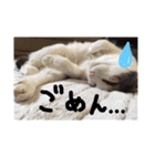 にゃんこスタンプ NYANKO（個別スタンプ：7）