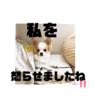 かれおんちゃんねる（個別スタンプ：37）