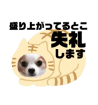 かれおんちゃんねる（個別スタンプ：40）