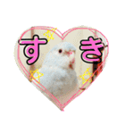 ビセイインコのぷーちゃんスタンプ（個別スタンプ：2）