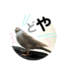 ビセイインコのぷーちゃんスタンプ（個別スタンプ：3）