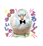 ビセイインコのぷーちゃんスタンプ（個別スタンプ：7）