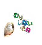 ビセイインコのぷーちゃんスタンプ（個別スタンプ：8）