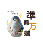 ビセイインコのぷーちゃんスタンプ（個別スタンプ：9）