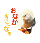 ビセイインコのぷーちゃんスタンプ（個別スタンプ：11）
