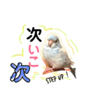 ビセイインコのぷーちゃんスタンプ（個別スタンプ：12）