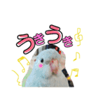 ビセイインコのぷーちゃんスタンプ（個別スタンプ：13）