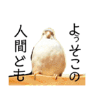 ビセイインコのぷーちゃんスタンプ（個別スタンプ：15）