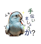 ビセイインコのぷーちゃんスタンプ（個別スタンプ：16）