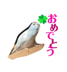 ビセイインコのぷーちゃんスタンプ（個別スタンプ：17）