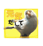 ビセイインコのぷーちゃんスタンプ（個別スタンプ：18）