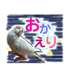 ビセイインコのぷーちゃんスタンプ（個別スタンプ：20）