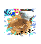 ビセイインコのぷーちゃんスタンプ（個別スタンプ：22）