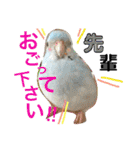 ビセイインコのぷーちゃんスタンプ（個別スタンプ：23）