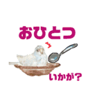 ビセイインコのぷーちゃんスタンプ（個別スタンプ：27）
