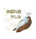 ビセイインコのぷーちゃんスタンプ（個別スタンプ：28）