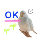 ビセイインコのぷーちゃんスタンプ（個別スタンプ：29）