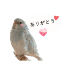ビセイインコのぷーちゃんスタンプ（個別スタンプ：32）