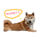 柴犬のスタンプです（個別スタンプ：1）