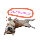 柴犬のスタンプです（個別スタンプ：2）