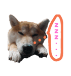 柴犬のスタンプです（個別スタンプ：3）