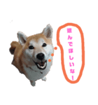 柴犬のスタンプです（個別スタンプ：5）