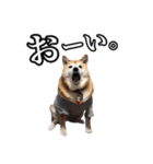柴犬ペコと仲間たち（個別スタンプ：1）