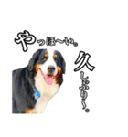 柴犬ペコと仲間たち（個別スタンプ：2）