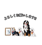 柴犬ペコと仲間たち（個別スタンプ：3）