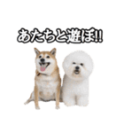 柴犬ペコと仲間たち（個別スタンプ：4）