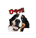 柴犬ペコと仲間たち（個別スタンプ：5）