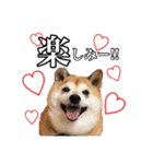 柴犬ペコと仲間たち（個別スタンプ：7）