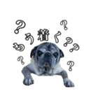 柴犬ペコと仲間たち（個別スタンプ：8）