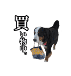 柴犬ペコと仲間たち（個別スタンプ：9）