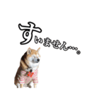 柴犬ペコと仲間たち（個別スタンプ：10）