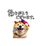 柴犬ペコと仲間たち（個別スタンプ：11）