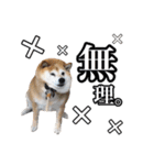 柴犬ペコと仲間たち（個別スタンプ：12）