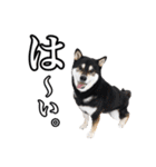 柴犬ペコと仲間たち（個別スタンプ：13）