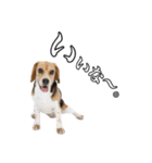 柴犬ペコと仲間たち（個別スタンプ：14）