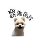 柴犬ペコと仲間たち（個別スタンプ：15）