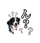 柴犬ペコと仲間たち（個別スタンプ：16）