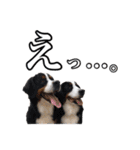 柴犬ペコと仲間たち（個別スタンプ：17）