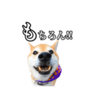 柴犬ペコと仲間たち（個別スタンプ：19）