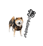 柴犬ペコと仲間たち（個別スタンプ：20）