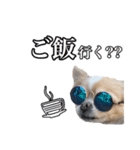 柴犬ペコと仲間たち（個別スタンプ：21）